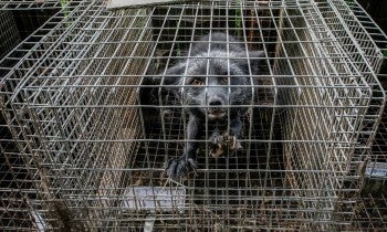 Fox on a fur farm