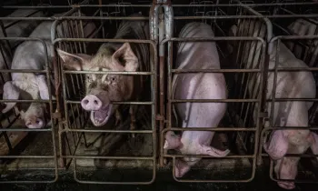 Pigs in gestation crates