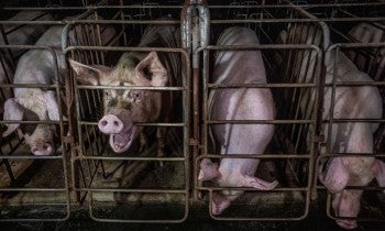 Pigs in gestation crates