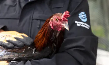 a person holding a chicken