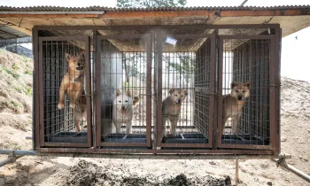 Dog meat farm