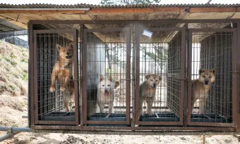 Dogs on a dog meat farm