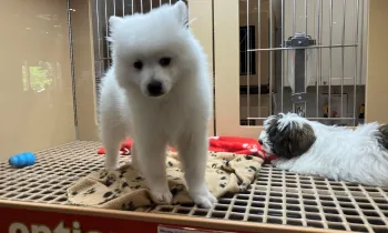 Puppy for sale at pet store.
