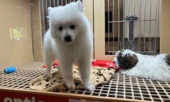 Puppy for sale at pet store. 