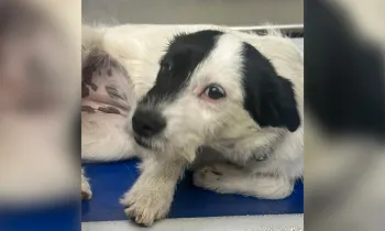 Reward offered in Knox County, TN for information on dog