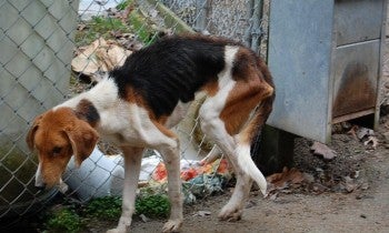 Across Virginia, hunting dogs are abandoned in the woods or relinquished at local animal shelters when they fail to hunt properly, become old, sick or injured. 