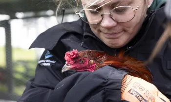 Woman holding a chicken