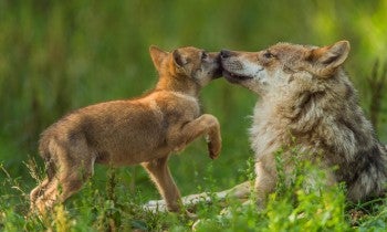 Wolves