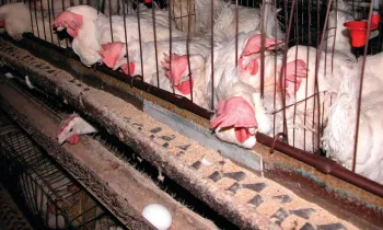 Hens in battery cages