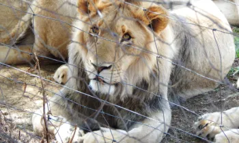 Lions in Cub Petting/Breeding Facility