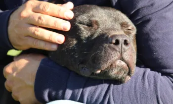 Rescue and rehoming of 6 dogs in the framework of the Italian dog fighting project "IO NON COMBATTO"