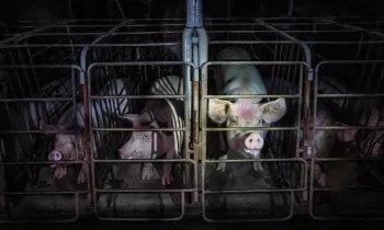 Pigs in gestation crates