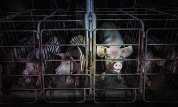 Pigs in gestation crates