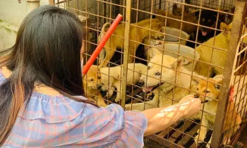 Rescue of 10 dogs at market outside Yulin, China, June 2020