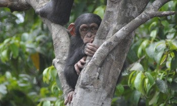 Rescued chimp