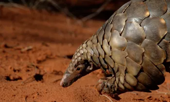 Pangolin in Kalahari Desert, South Africa