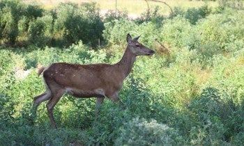 Red Deer CABBR