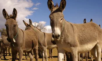 The image features a herd of donkeys standing on a sandy terrain under a clear blue sky. 