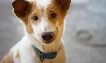 A small dog with light brown and white fur stares at the camera