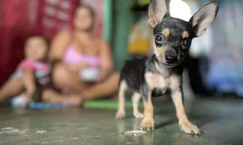 a small dog looking into the camera