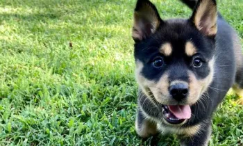 a dog running in the grass