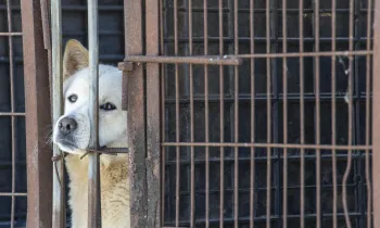a dog in a cage