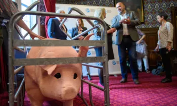 Replica farrowing crate and animatronic pig at Humane World for Animals UK event in the House of Commons, June 2025