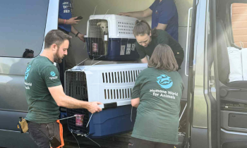a group of people working together to load or unload large pet carriers from a van