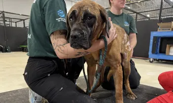 a person holding a dog