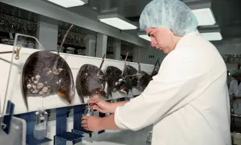 Scientist bleeds Horseshoe Crabs
