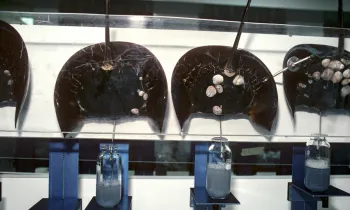 Scientists use technology to bleed Horseshoe Crabs (Limulus polyphemus) to extract blue, copper based blood.