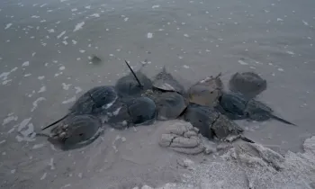 Horseshoe crabs mating in the Delaware Bay