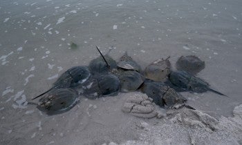 Horseshoe crabs mating in the Delaware Bay