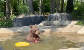 a bear in a wading pool holds a toy ball