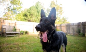 Happy dog
