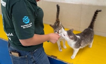 Cats in Mexico