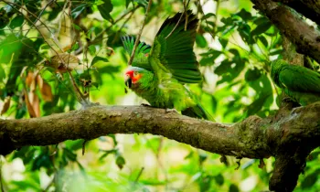 Wildlife release - parrots rescued from the pet trade being released back into the wild by Humane World for Animals Costa Rica and partner group ARCAS Rescue Center in Guatemala, June 2025