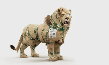 Trophy hunting campaign lion in package