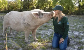 Pig with rescuer