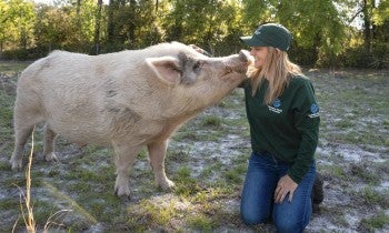 Pig with rescuer
