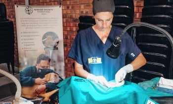 A vet performs a spay/neuter surgery on an animal. 