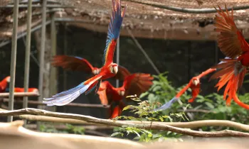 Scarlet macaws practicing flying inside a rescue center enclosure. 
