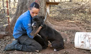 A woman in a blue shirt comforts a black dog outdoors
