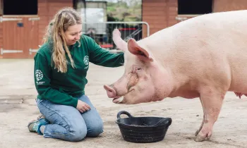 A Humane World for Animals staffer kneeling down next to a rescued pig.