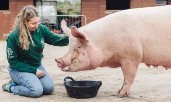 A Humane World for Animals staffer kneeling down next to a rescued pig.