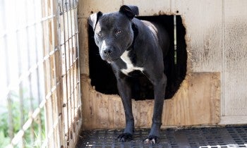 Dog in a cage