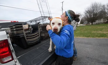 Dog being lifted into transport vehicle