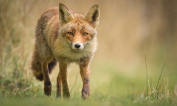 fox