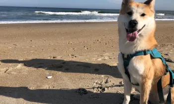 Hayden SK rescue dog