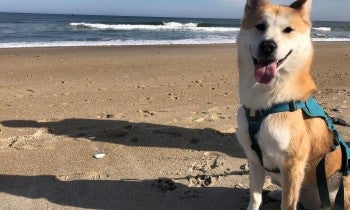 Hayden SK rescue dog